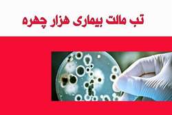ابتلا به بیماری تب‌مالت در تابستان بیشتر از فصل‌های دیگر است